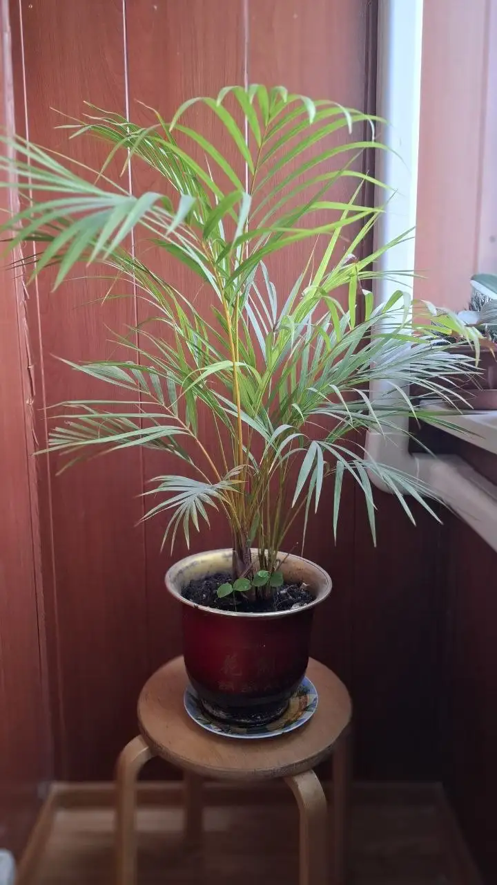 Пальма для интерьера - Растения (Для дома и дачи) в Мытищи
