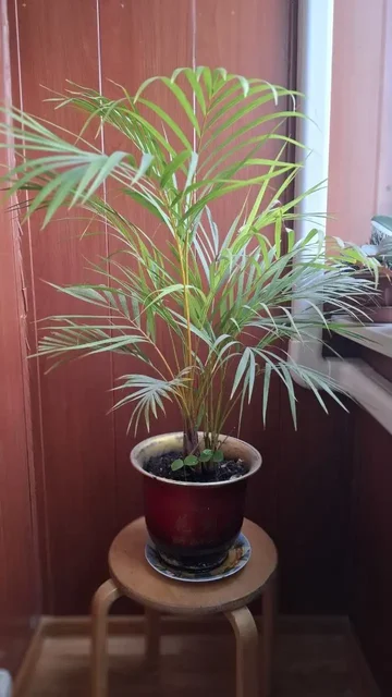 Пальма для интерьера - Товары для дома и дачи в Мытищи