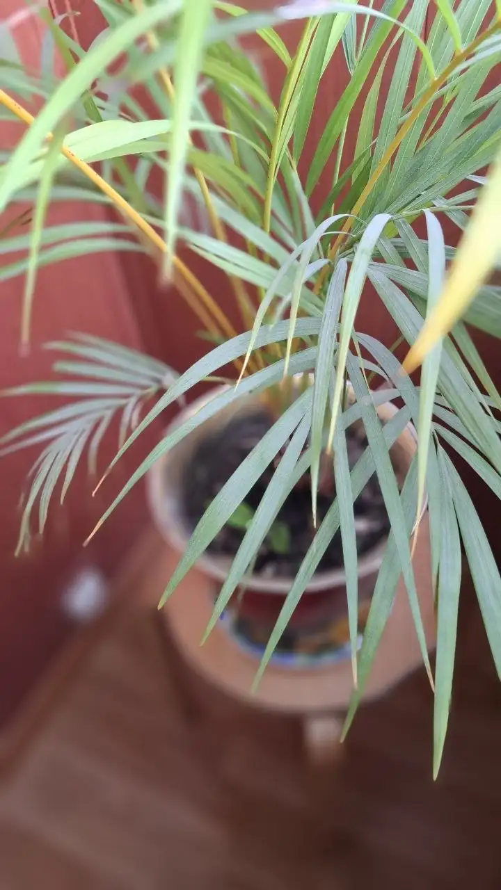 Пальма для интерьера - Растения (Для дома и дачи) в Мытищи