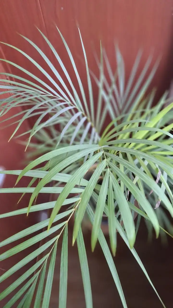 Пальма для интерьера - Растения (Для дома и дачи) в Мытищи