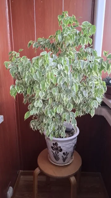 Фикус Бенджамина - частное объявление в Мытищи