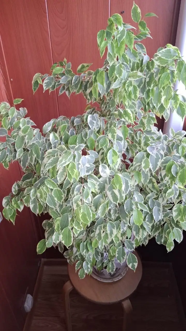 Фикус Бенджамина - Растения (Хобби и отдых) в Мытищи