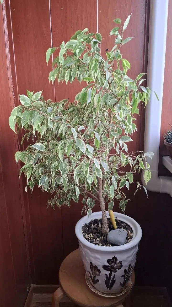 Фикус Бенджамина - Растения (Хобби и отдых) в Мытищи