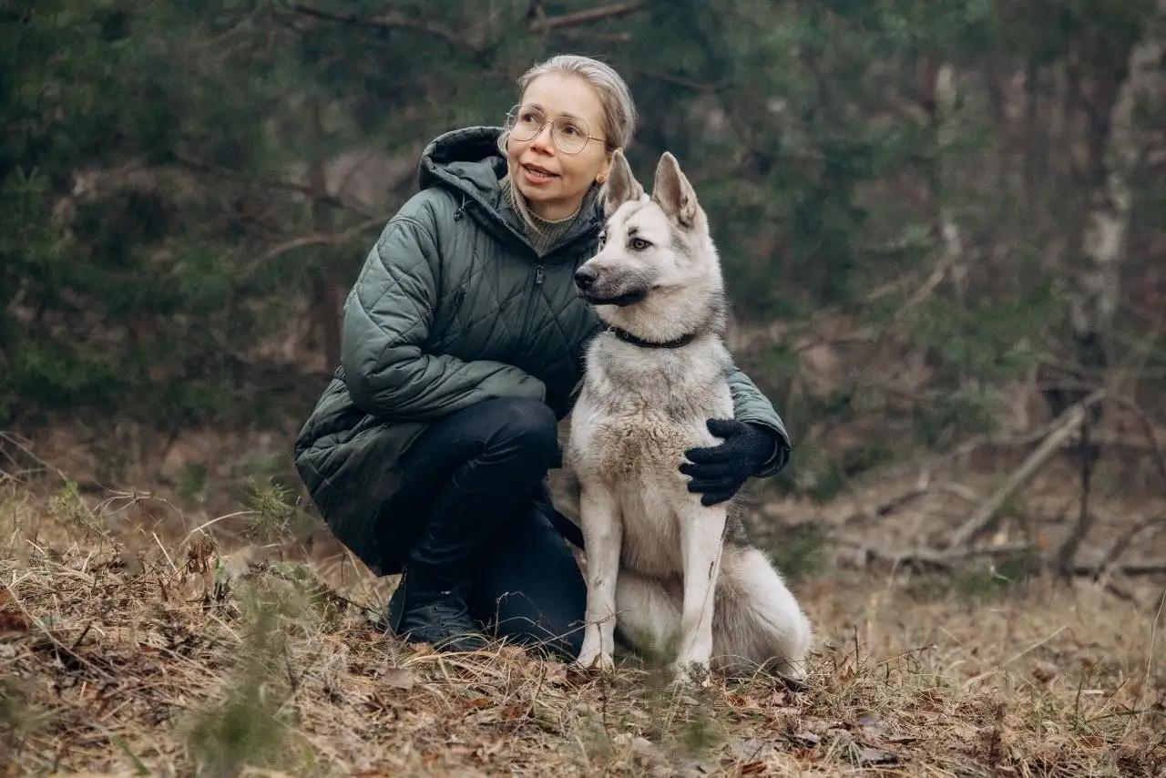 Ищет дом собака Айна - метис хаски/лайки - Собаки (Животные) в Мытищи
