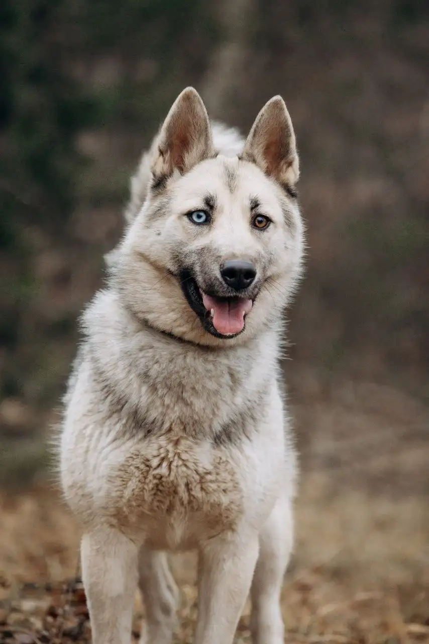 Ищет дом собака Айна - метис хаски/лайки - Собаки (Животные) в Мытищи