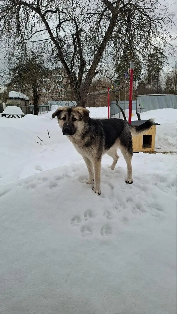 Розыск собаки в Ивантеевке - Собаки (Животные) в Ивантеевка