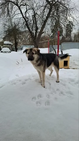 Розыск собаки в Ивантеевке - Аквариумные рыбы в Ивантеевка