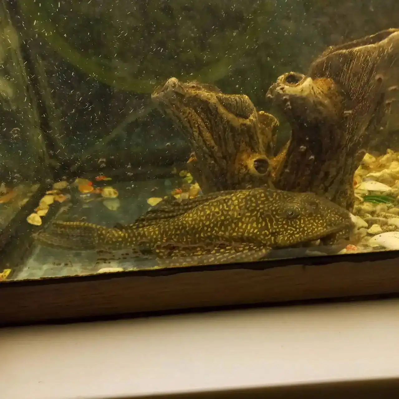 Продажа сомов прилипал в Щелково - Аквариумные рыбы (Животные) в Щелково