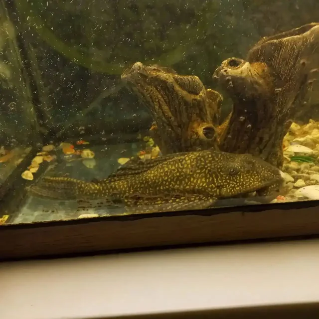 Продажа сомов прилипал в Щелково - Аквариумные рыбы в Щелково