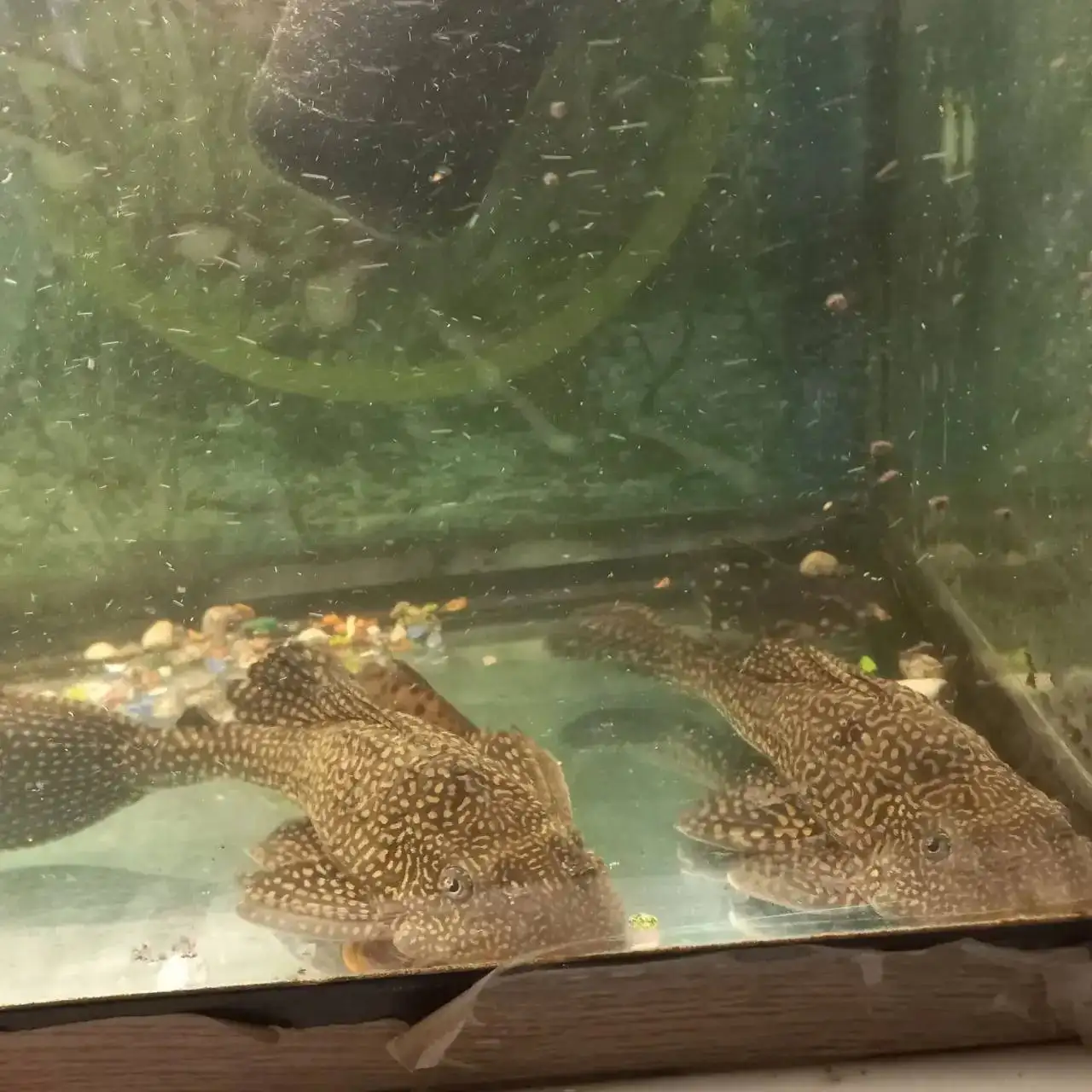 Продажа сомов прилипал в Щелково - Аквариумные рыбы (Животные) в Щелково