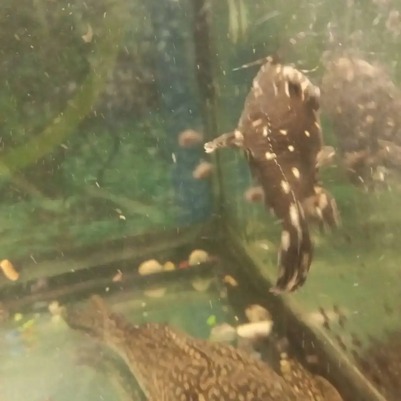 Продажа сомов прилипал в Щелково - Аквариумные рыбы (Животные) в Щелково