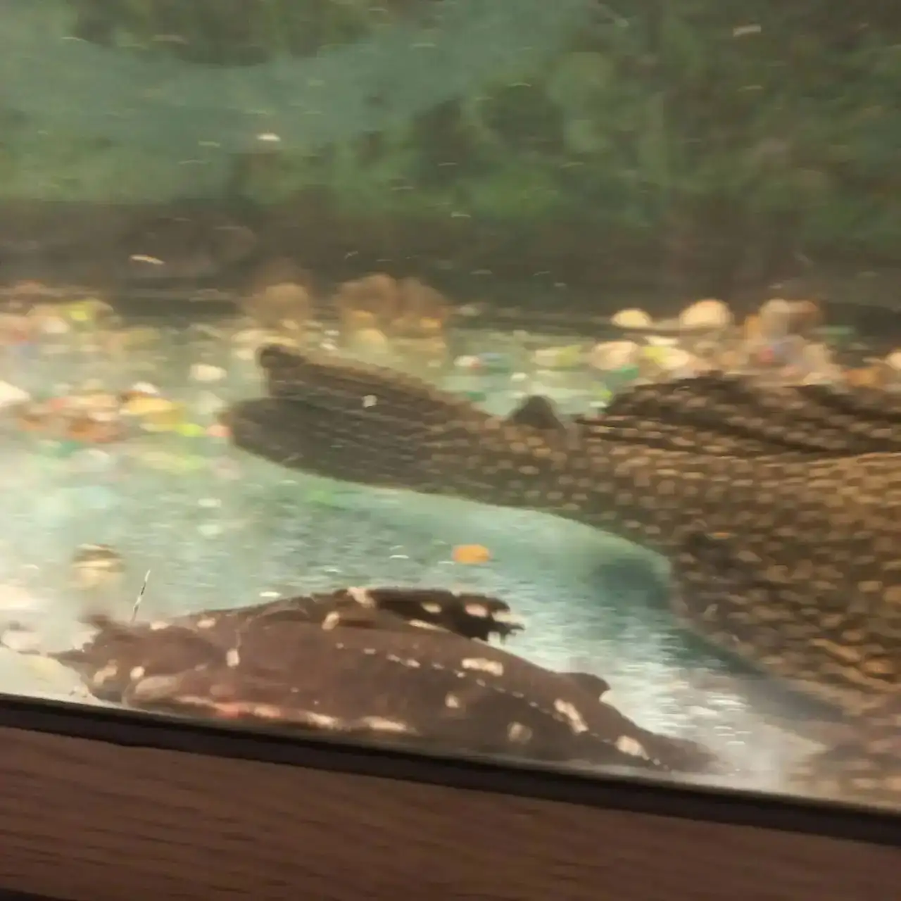 Продажа сомов прилипал в Щелково - Аквариумные рыбы (Животные) в Щелково