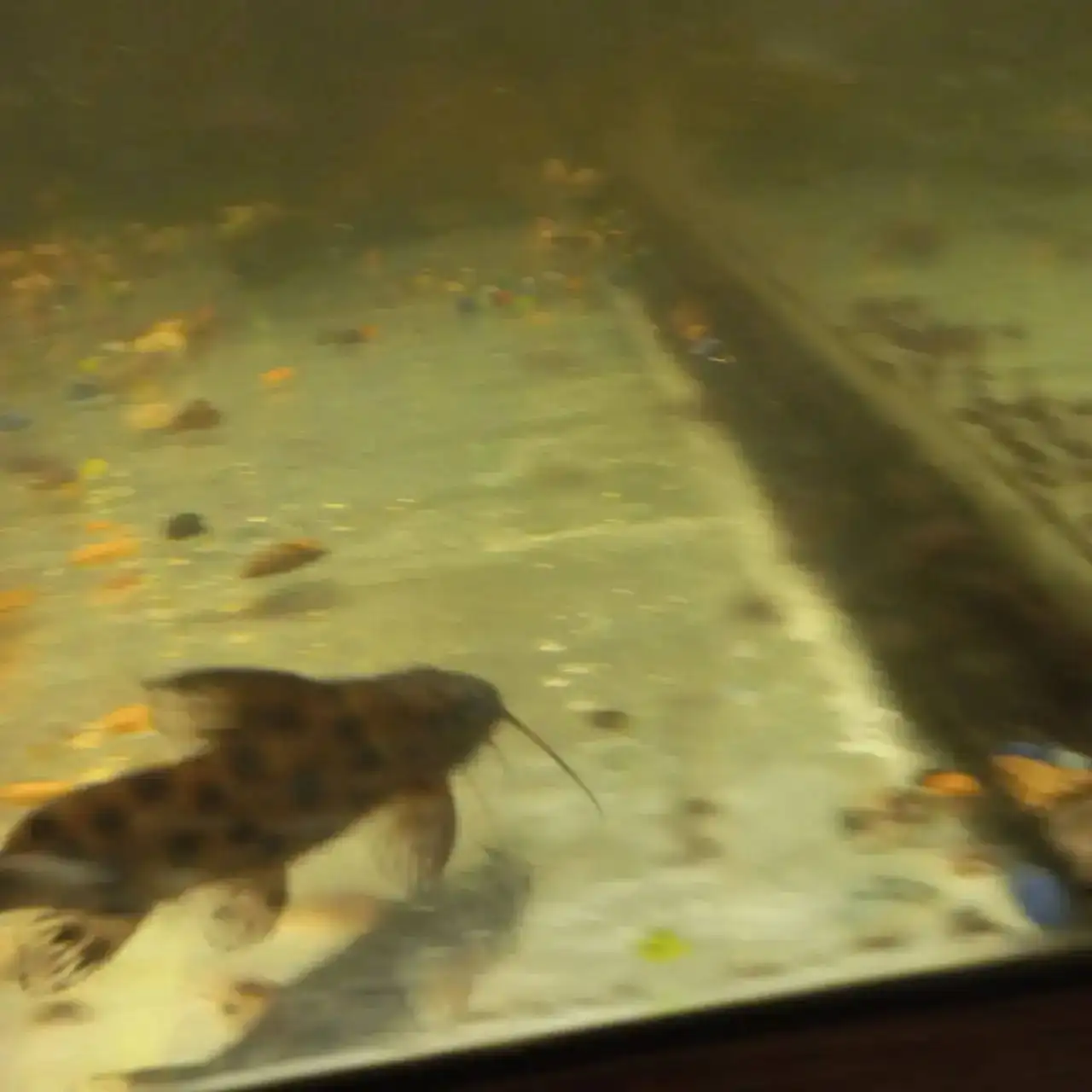 Продажа сомов прилипал в Щелково - Аквариумные рыбы (Животные) в Щелково