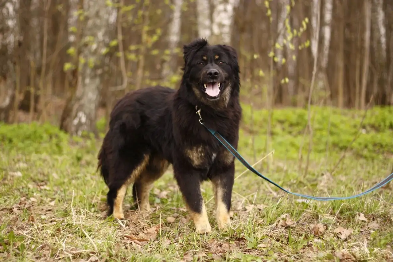 Добрейший пёс Купер ищет дом - Собаки (Животные) в Мытищи