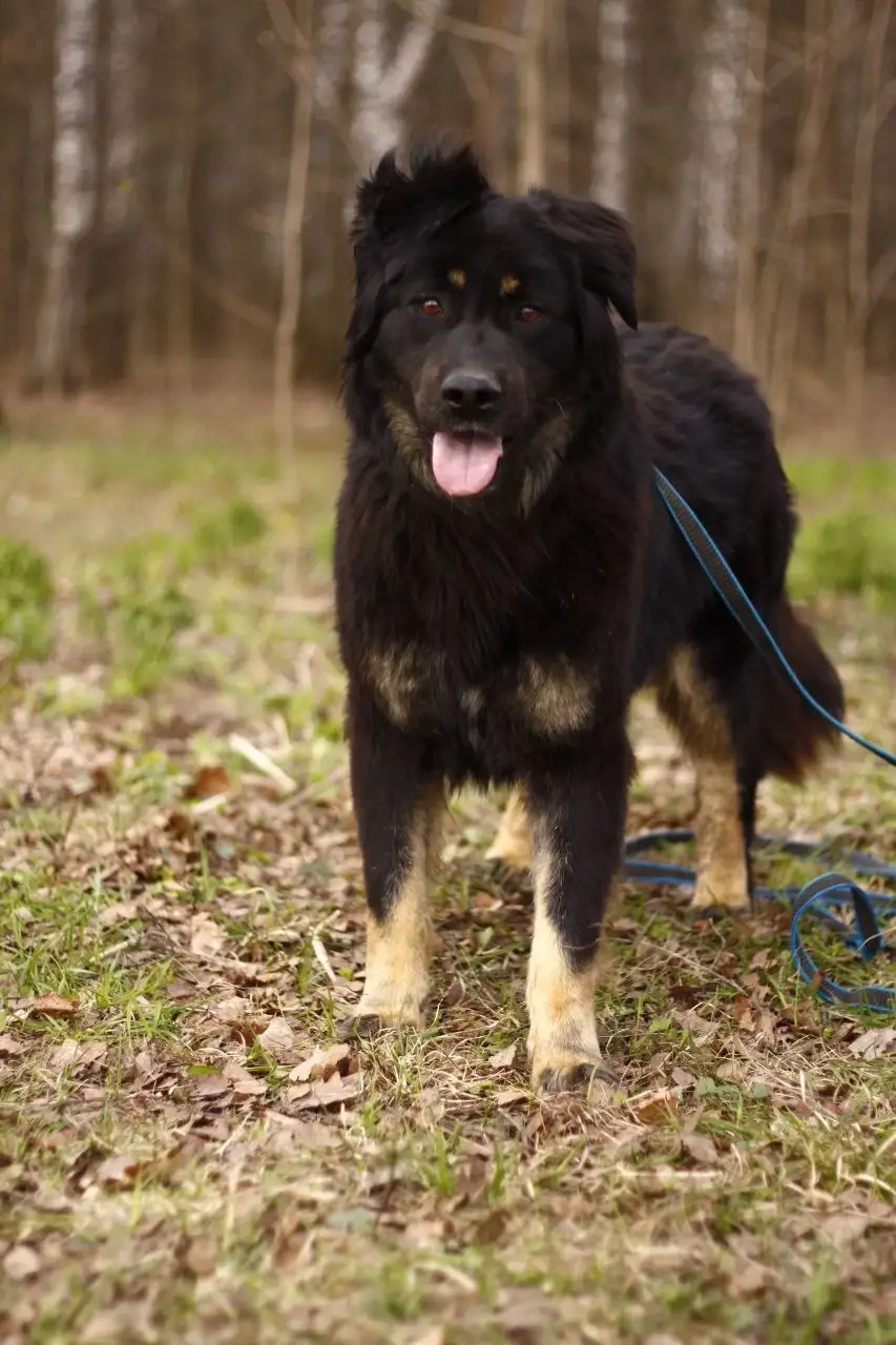 Добрейший пёс Купер ищет дом - Собаки (Животные) в Мытищи
