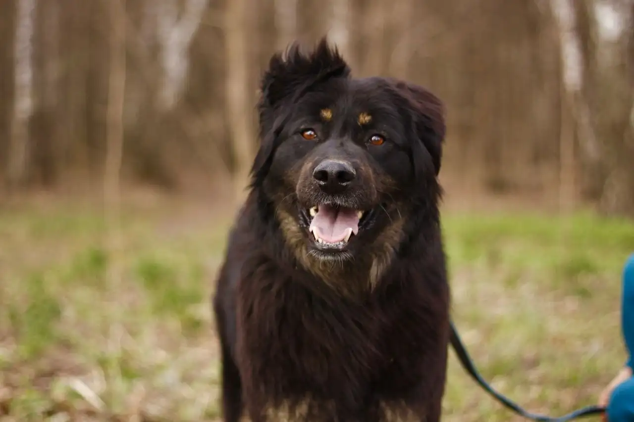 Добрейший пёс Купер ищет дом - Собаки (Животные) в Мытищи