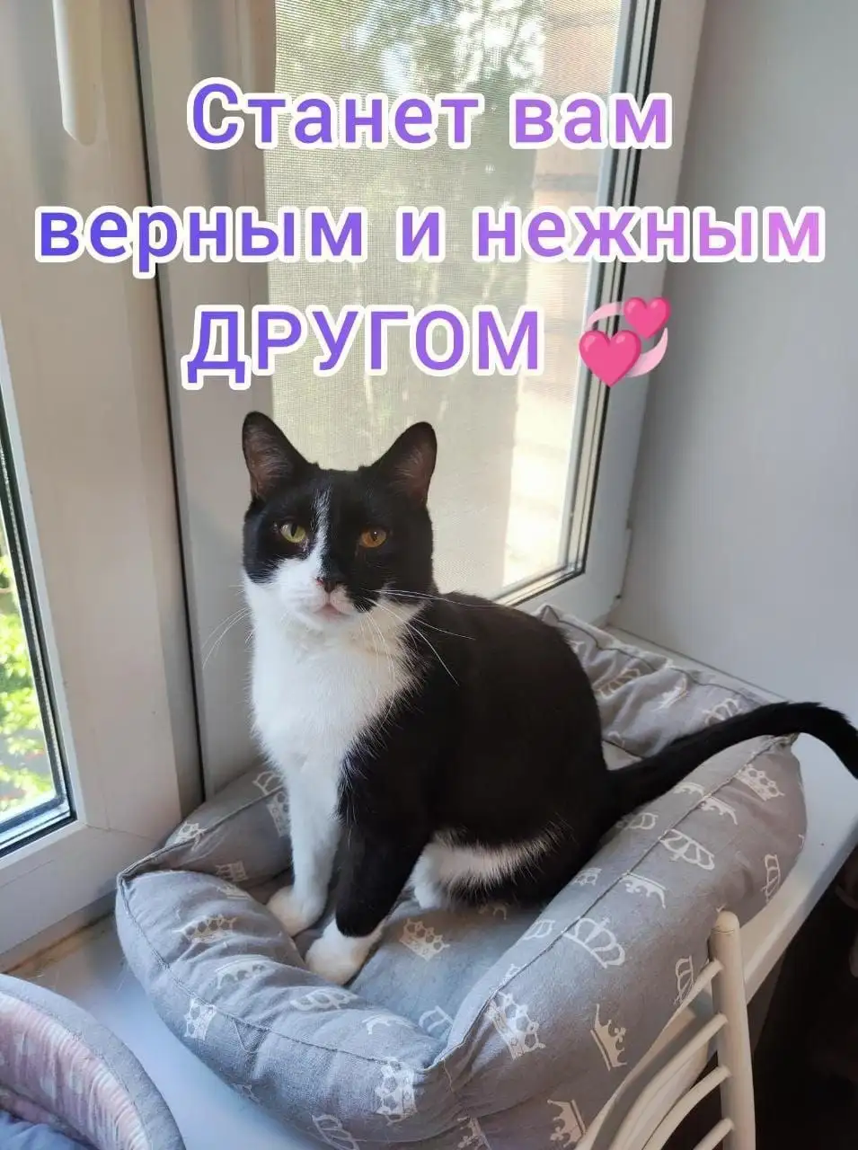 Отдам в добрые руки кота Мишу - Кошки (Животные) в Королёв