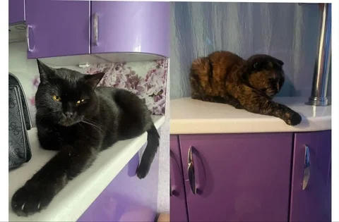 Отдают кота и кошку в добрые руки - частное объявление в Мытищи