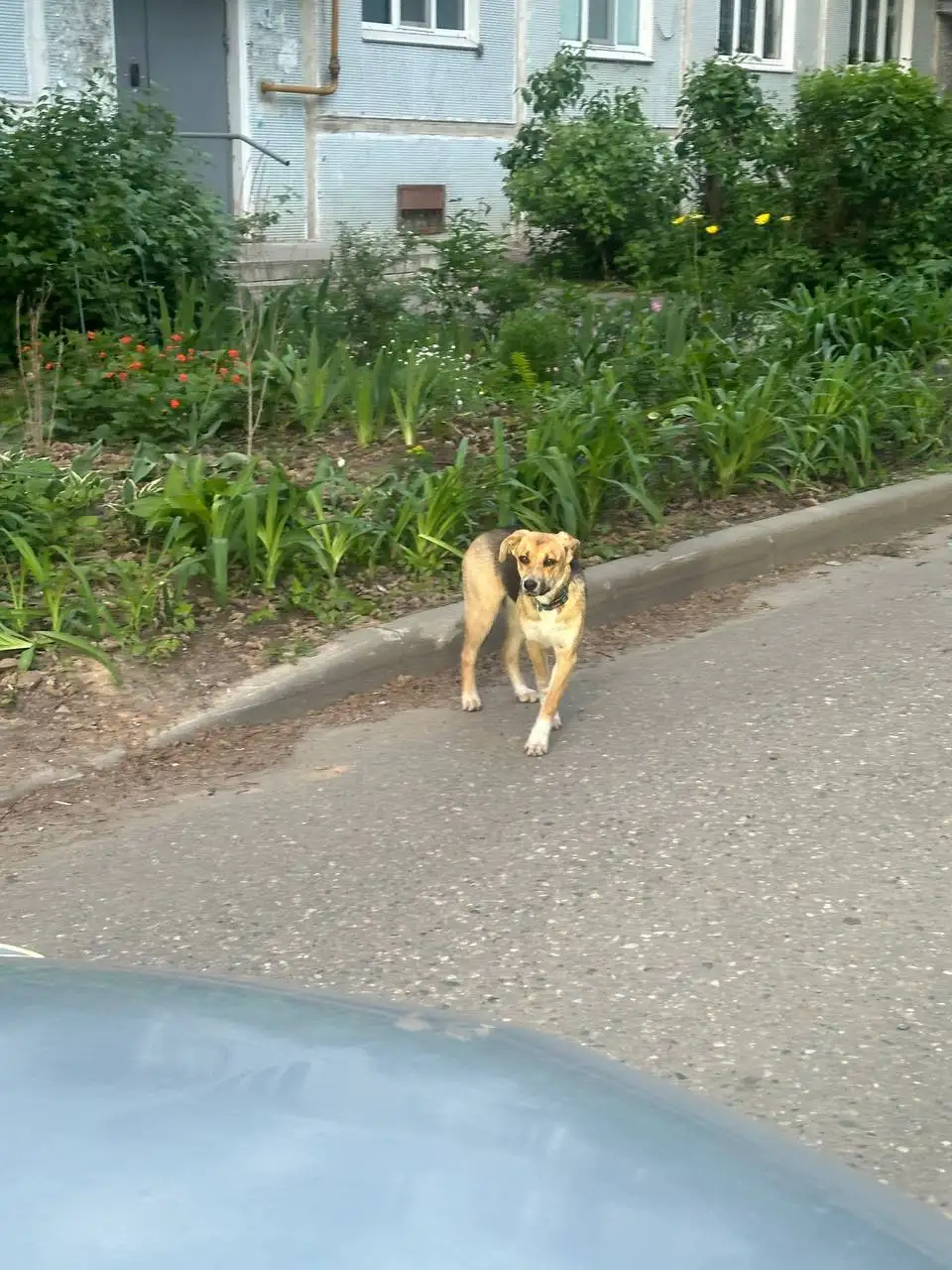 Потерялась собака в Софрино-1 - Животные в Софрино