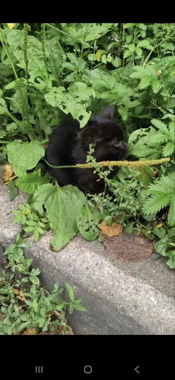 Котенок ищет дом - Кошки (Животные) в Мытищи