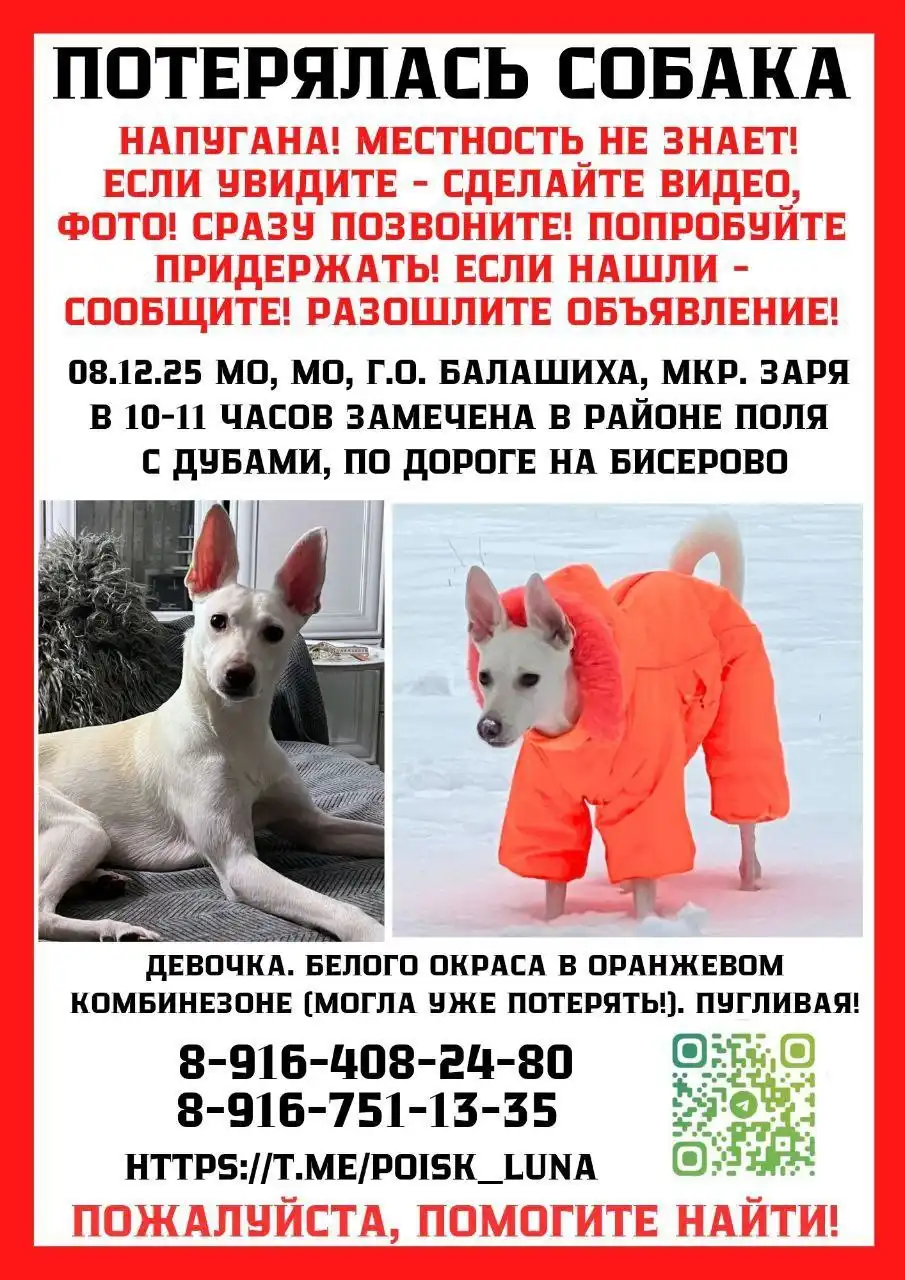 Пропала собака в районе Зари