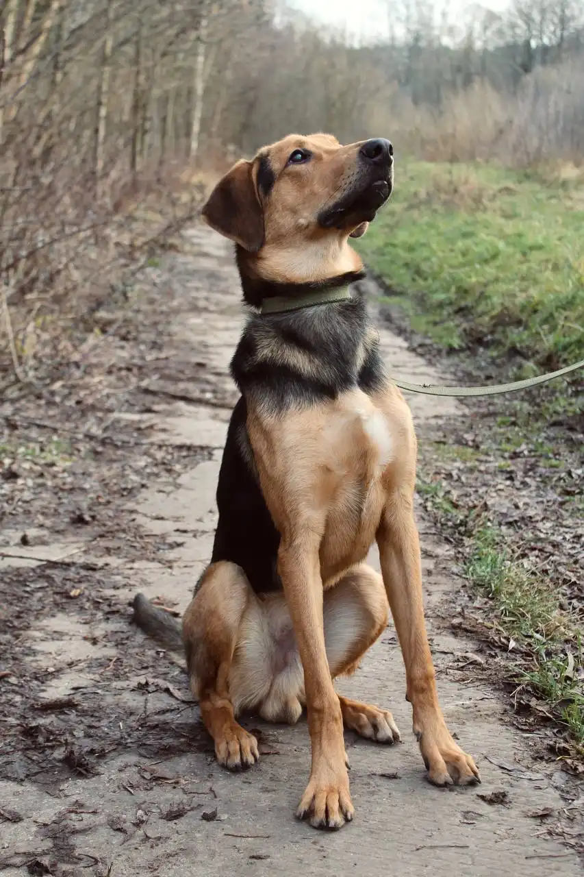 Найден кобель породы Русская гончая в Балашихе