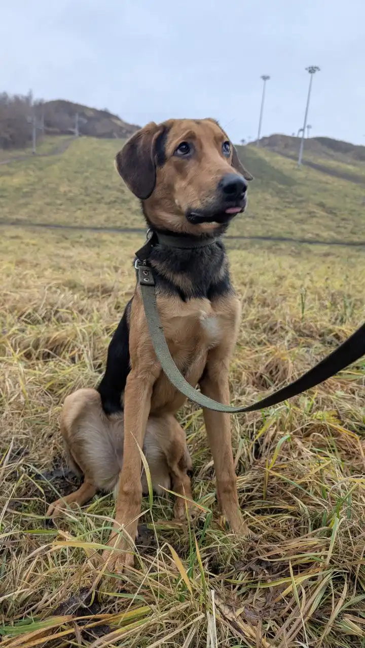 Найден кобель породы Русская гончая в Балашихе