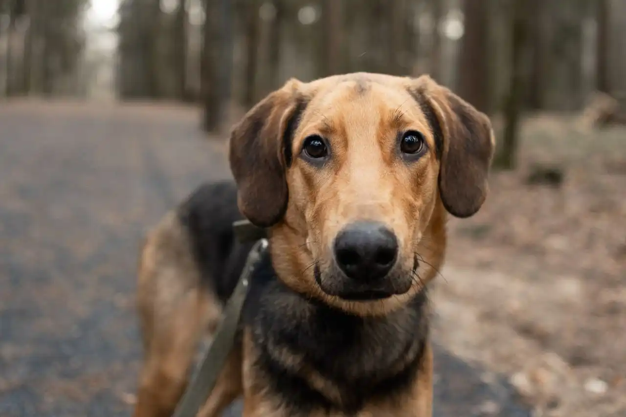 Найден кобель породы Русская гончая в Балашихе