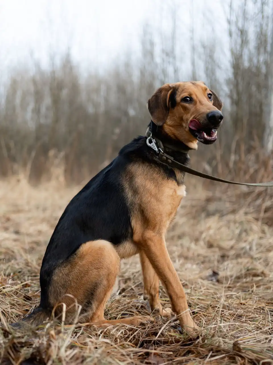 Найден кобель породы Русская гончая в Балашихе