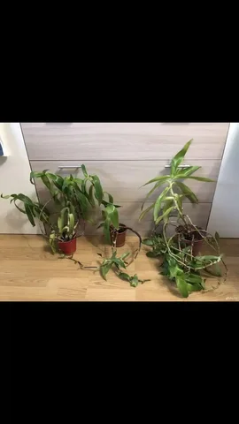 Золотой ус в горшке СРОЧНО - Хобби и отдых в Железнодорожный