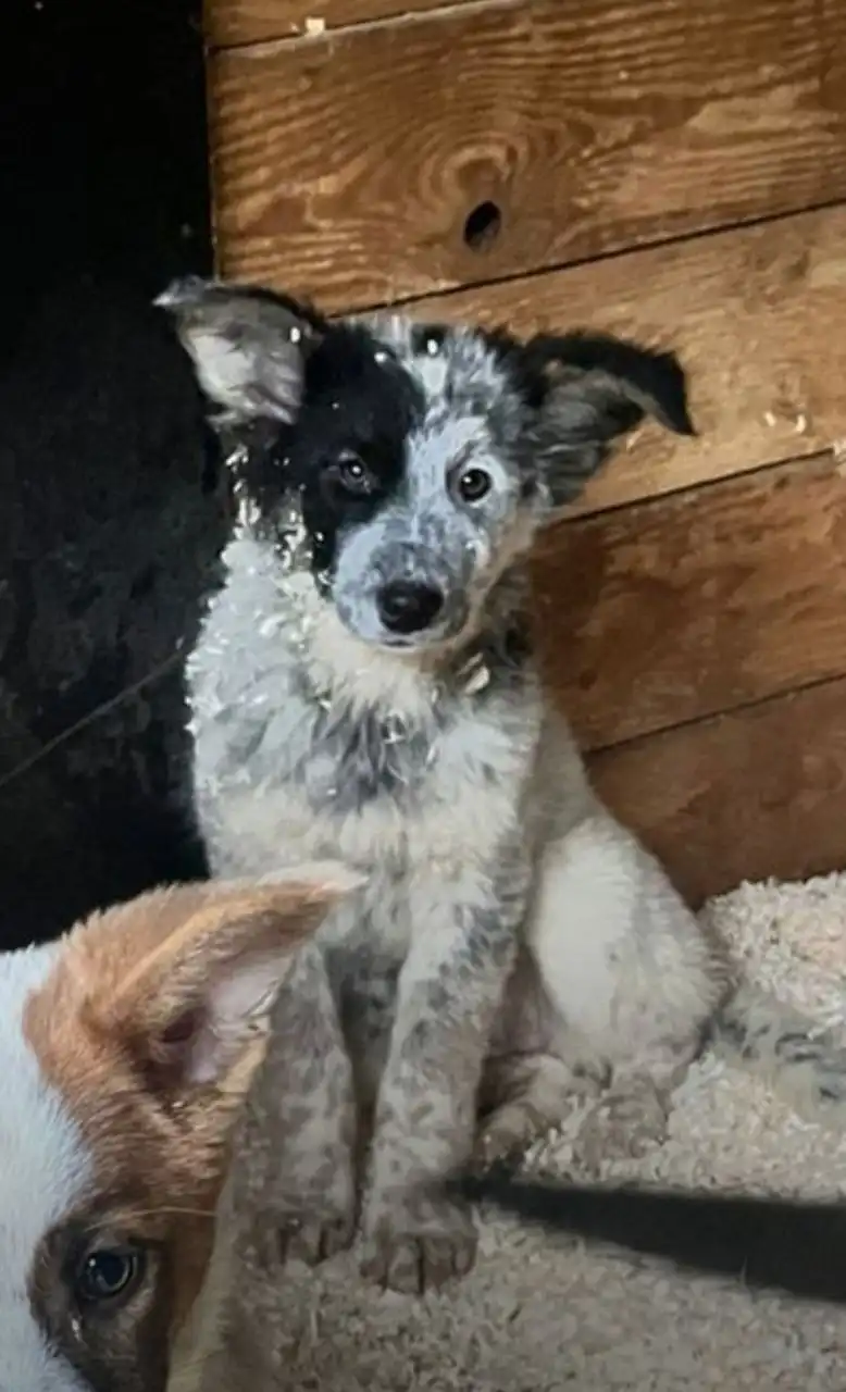 Срочно нужен дом для щенка