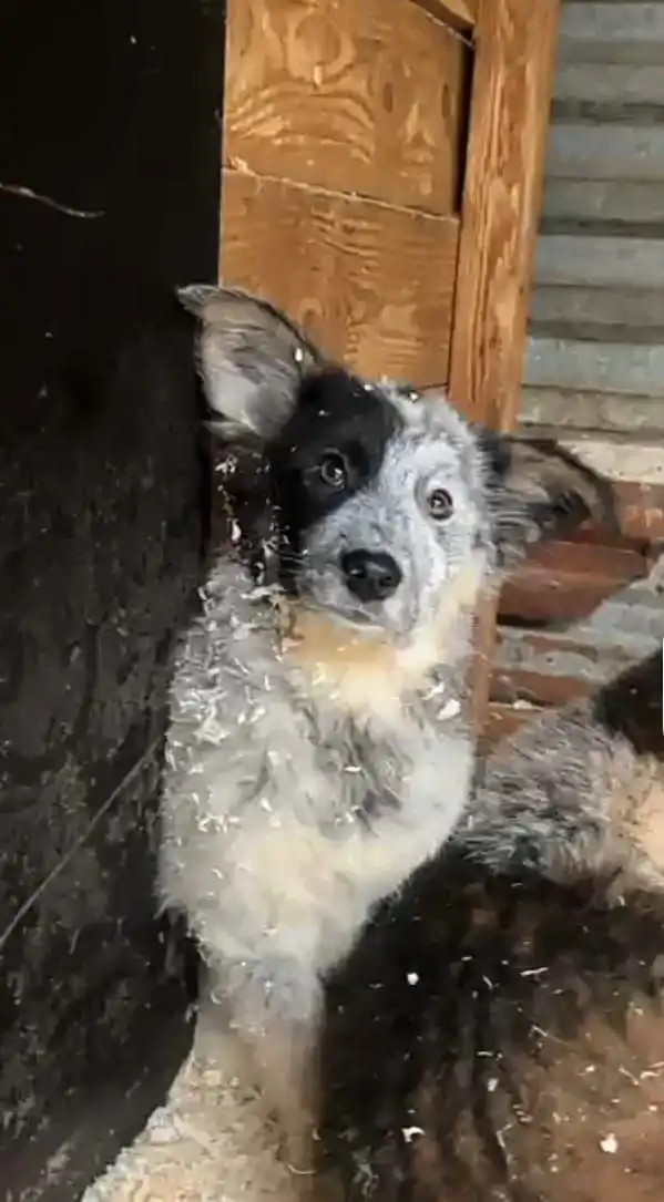 Срочно нужен дом для щенка