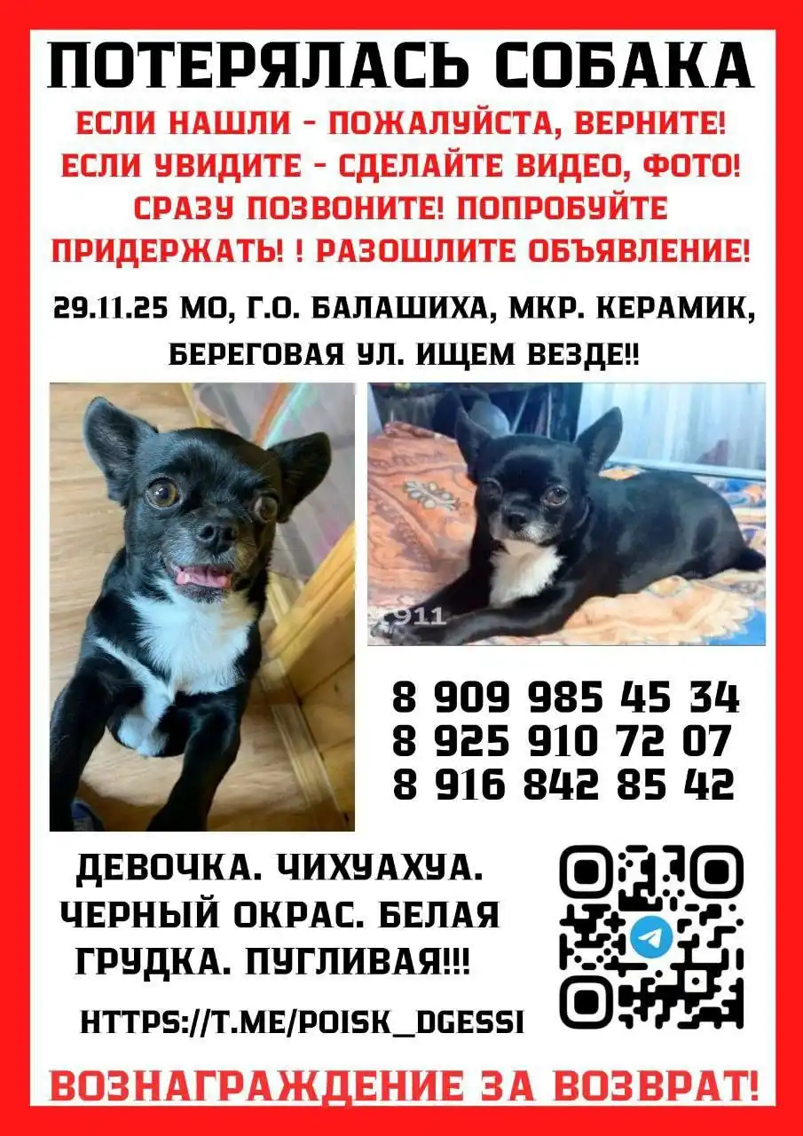 Пропала собака в Балашихе