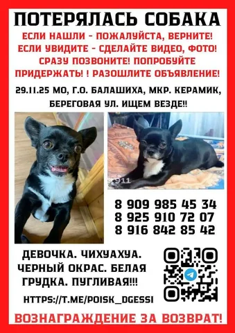 Пропала собака в Балашихе - Животные в Балашиха