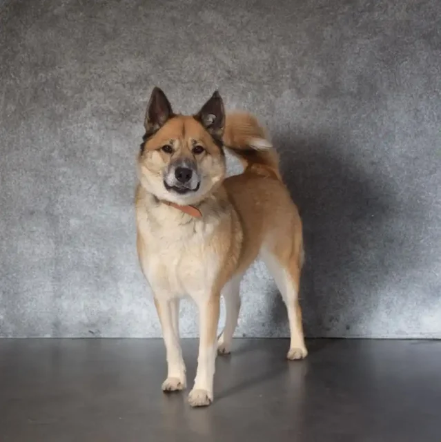 Челси ищет дом - Животные в Балашиха