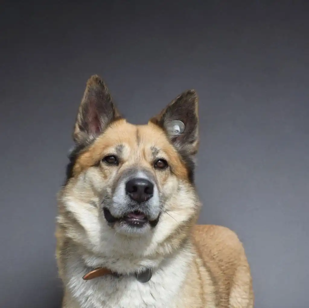 Челси ищет дом