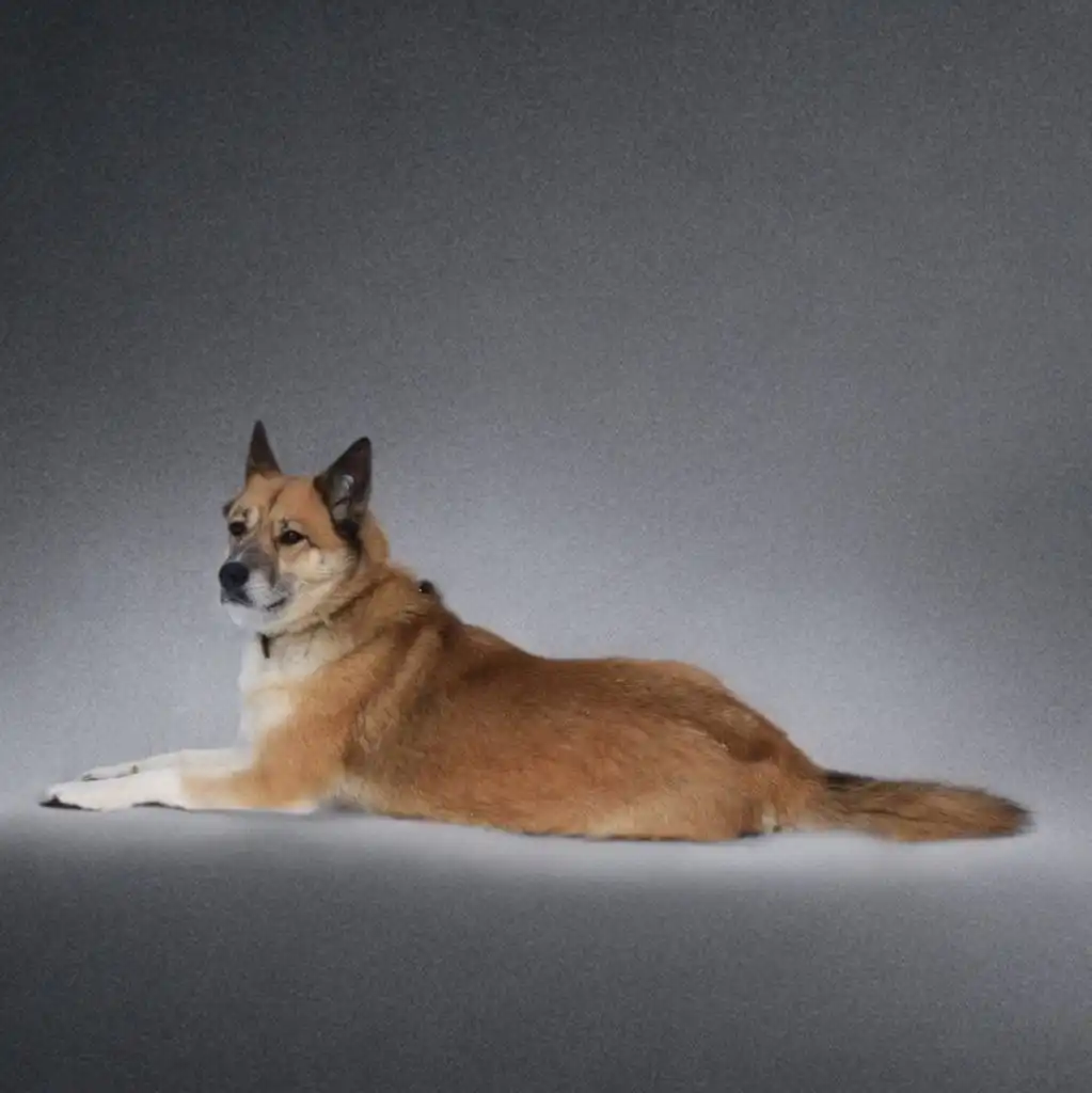 Челси ищет дом