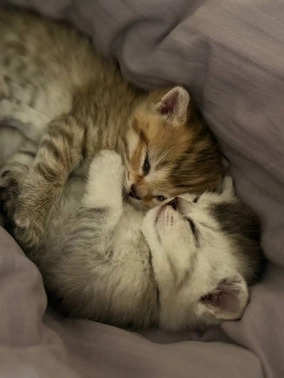 Шотландские котята под Новый год