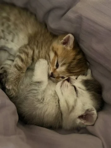 Шотландские котята под Новый год - Животные в Балашиха