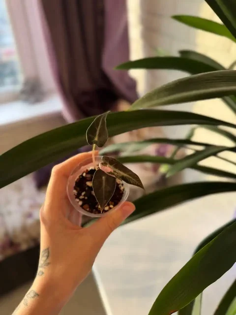 Продажа комнатных растений: алоказии, филодендроны, антуриум, аглаонема - Хобби и отдых в Москва