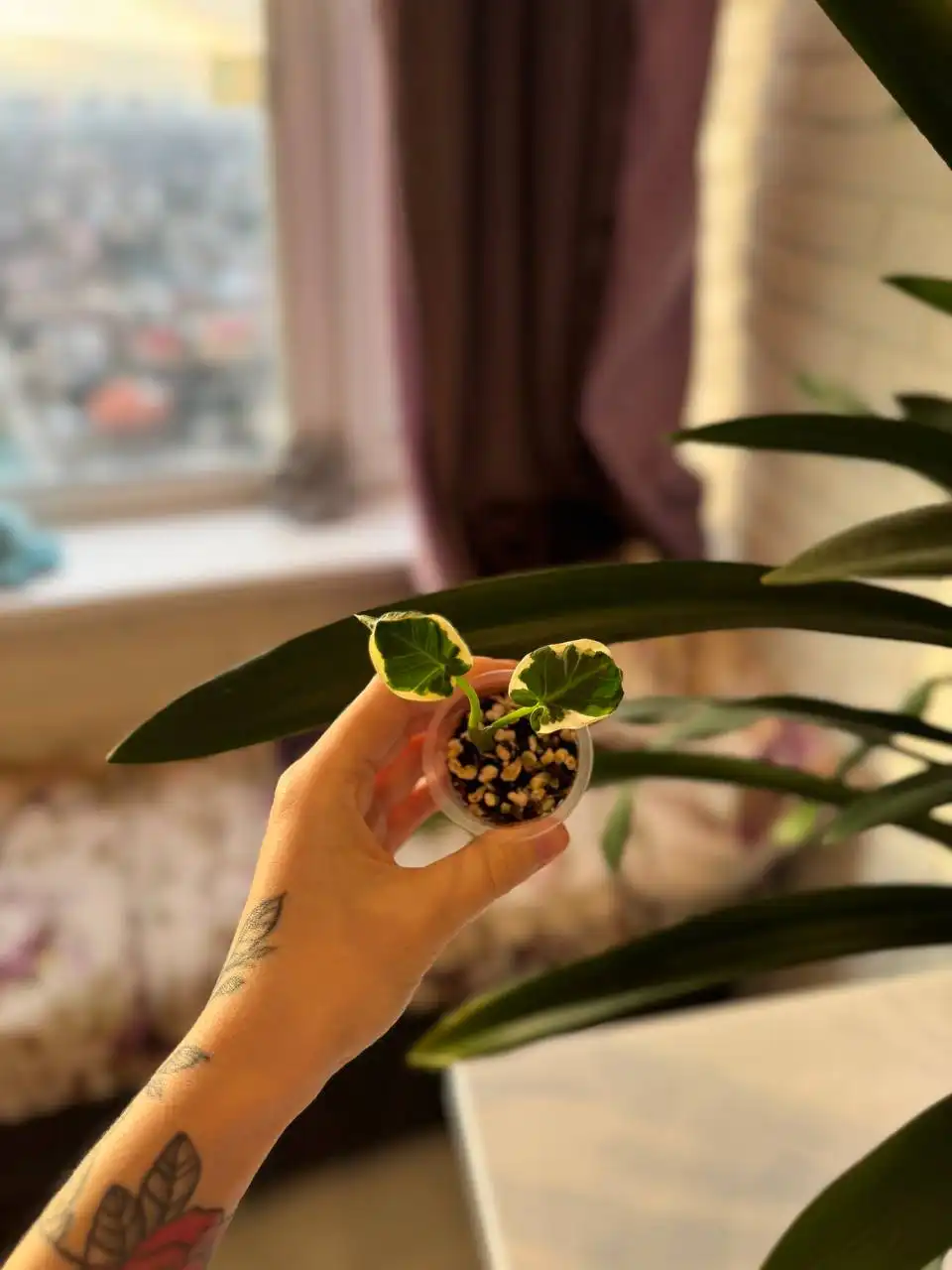 Продажа комнатных растений: алоказии, филодендроны, антуриум, аглаонема