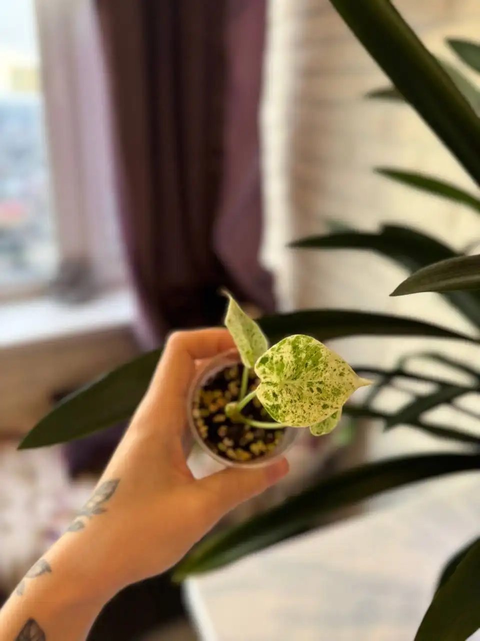 Продажа комнатных растений: алоказии, филодендроны, антуриум, аглаонема