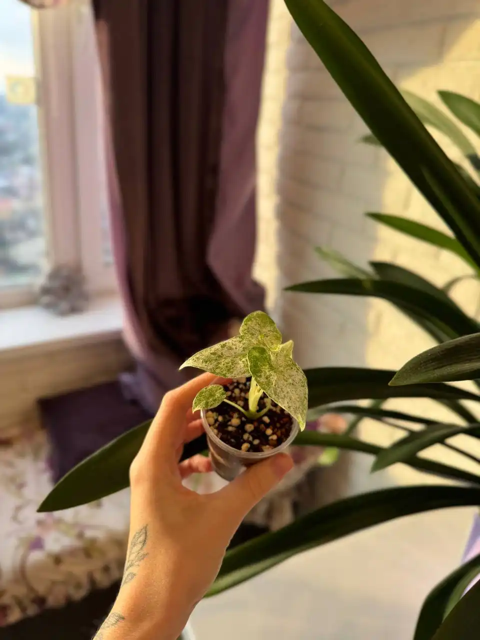 Продажа комнатных растений: алоказии, филодендроны, антуриум, аглаонема