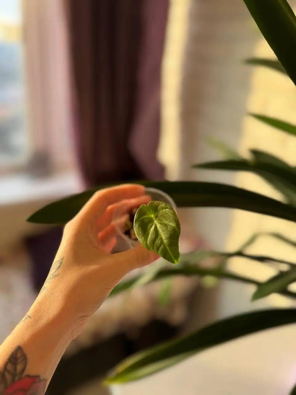 Продажа комнатных растений: алоказии, филодендроны, антуриум, аглаонема