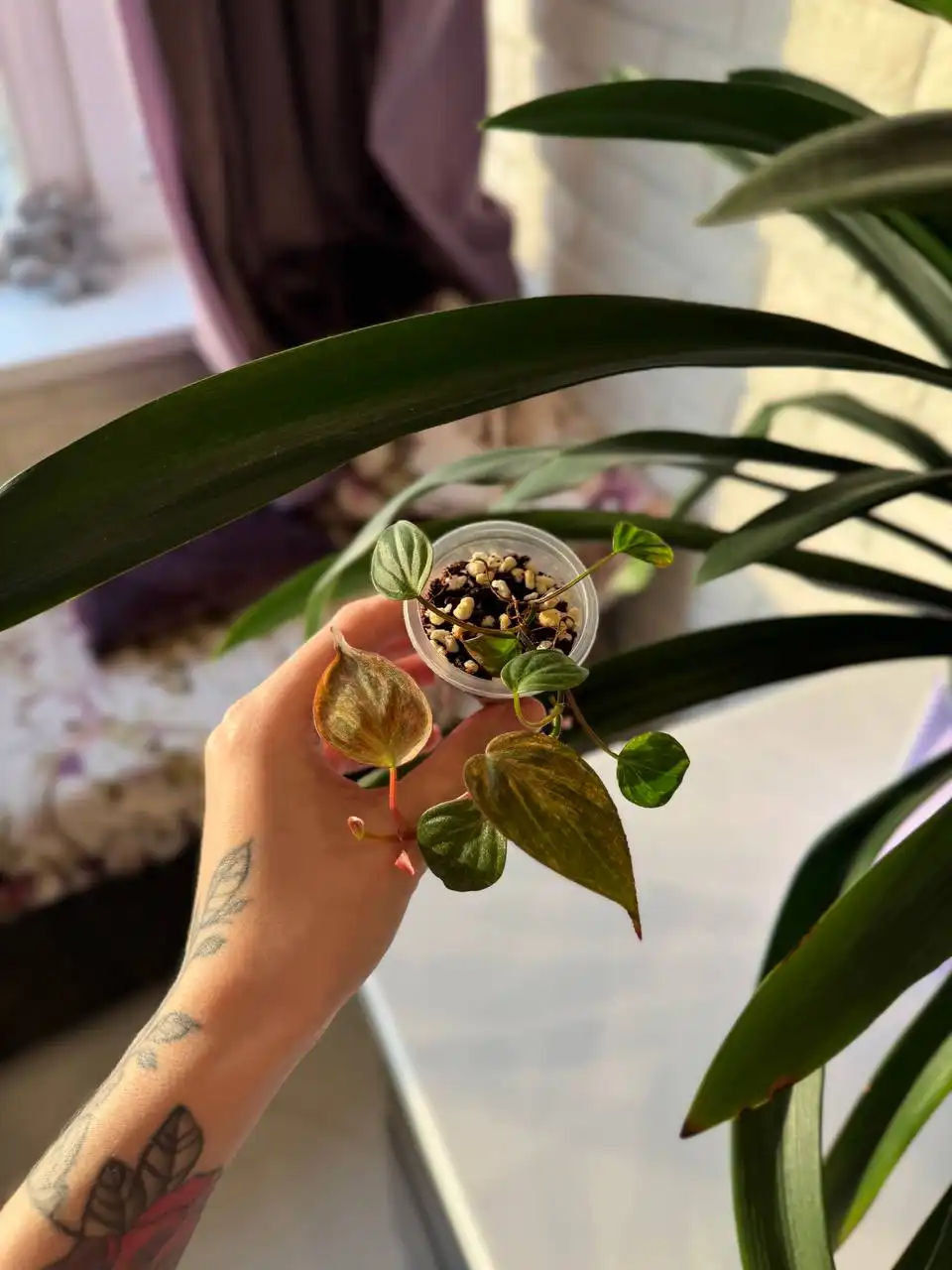 Продажа комнатных растений: алоказии, филодендроны, антуриум, аглаонема