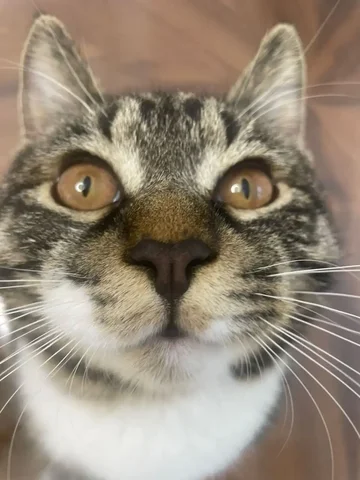 Продаю злую шубу - частное объявление в Балашиха