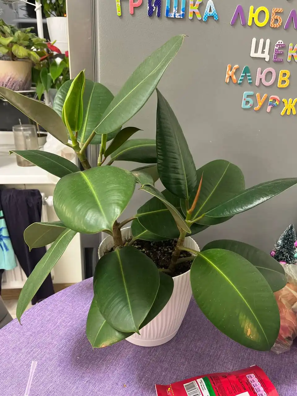 Фикус с горшком