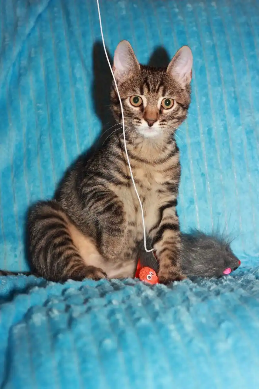 Щенок Оскар в добрые руки