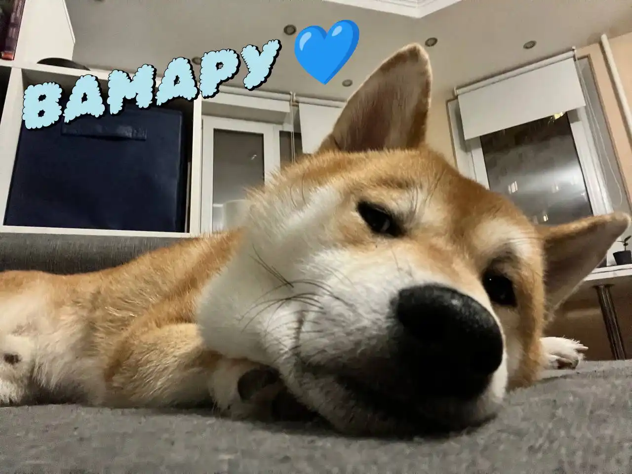 Пристройство сиба-ину из фонда помощи - Собаки (Животные) в Балашиха