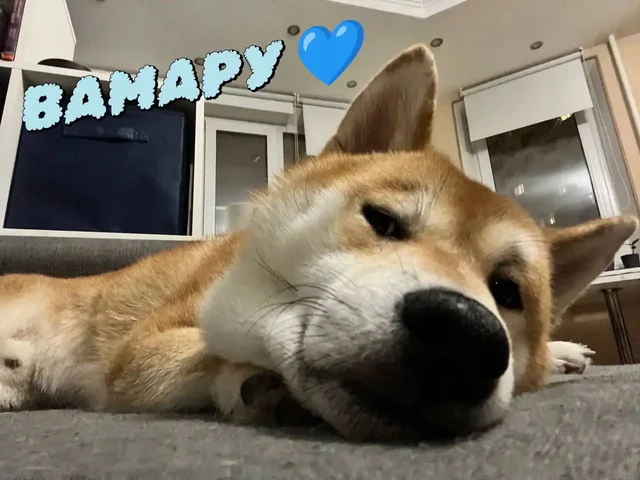 Пристройство сиба-ину из фонда помощи - частное объявление в Балашиха